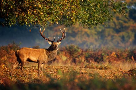 Introduction to Deer Stalking .